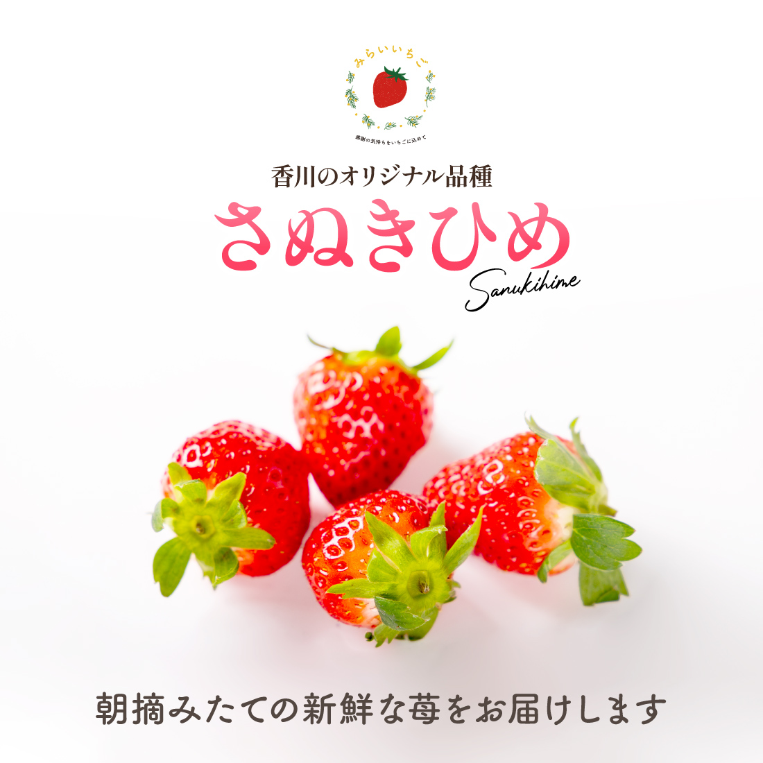 プロポチ - みらいいちご｜Yahoo!ショッピング
