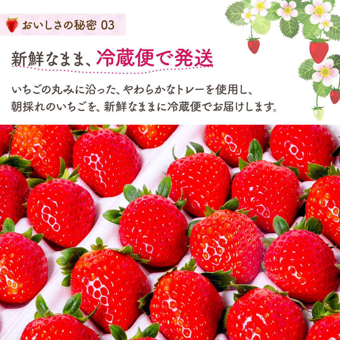 さぬきひめ 約8kg (800g×10箱) いちご ジャム用 さぬきひめ 約8kg (800g×10箱) いちご ジャム用