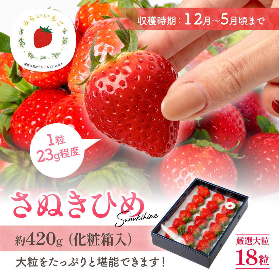 さぬきひめ_贈答用