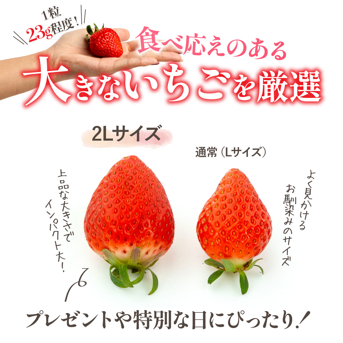 大粒いちごを厳選