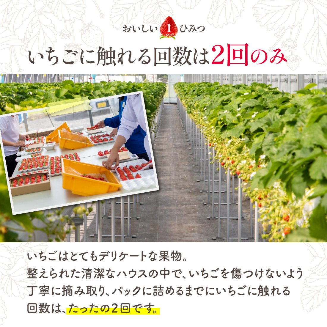 生産者のこだわり1