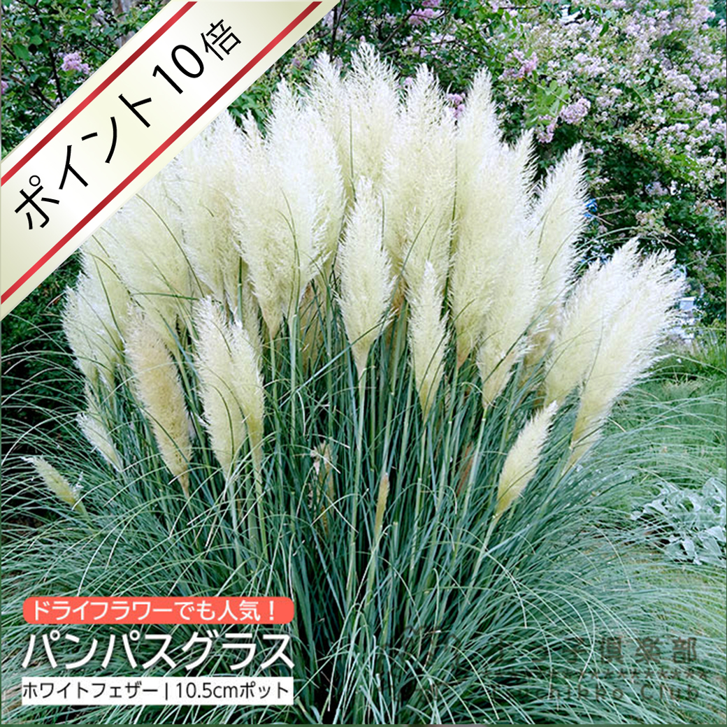 パンパス10.5cm　ホワイト