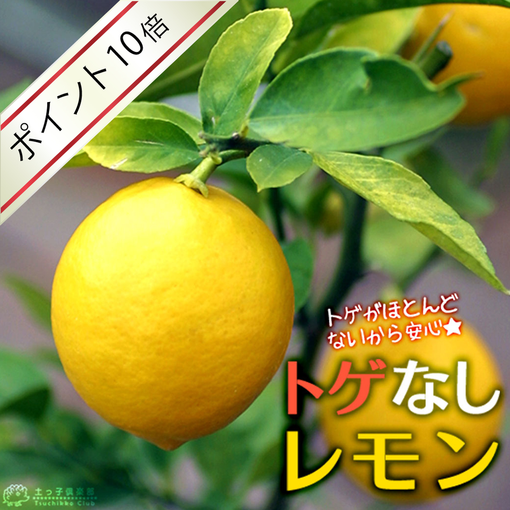 トゲなしレモン 6号鉢植え 接ぎ木苗