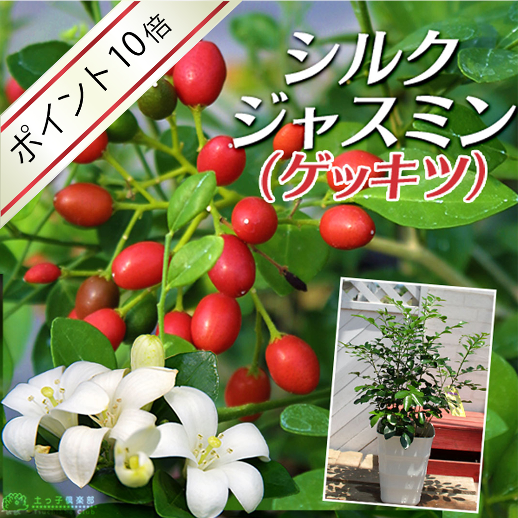 シルクジャスミン （ ゲッキツ ） 5号鉢植え 【 無料包装 】 