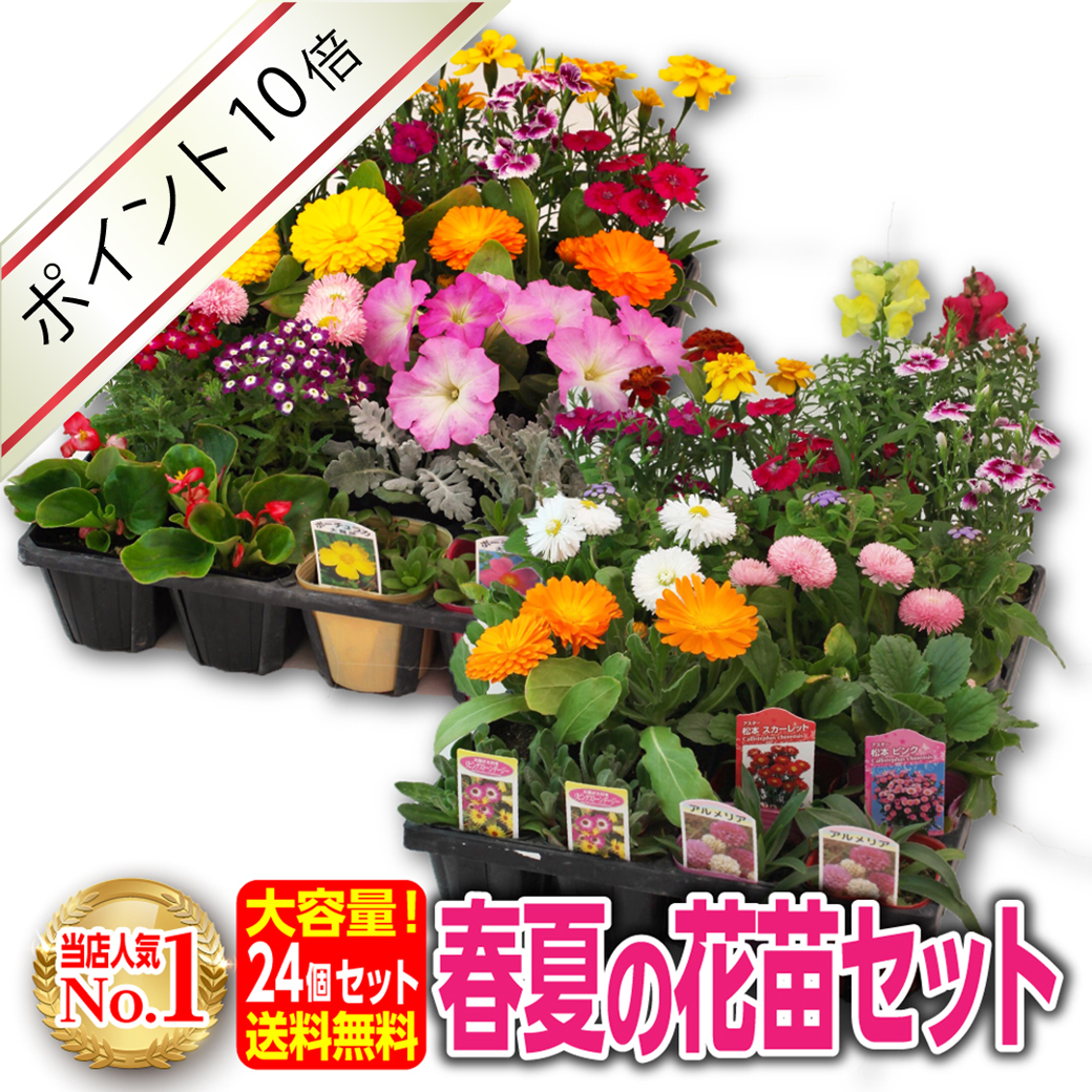 季節の花苗24個セット