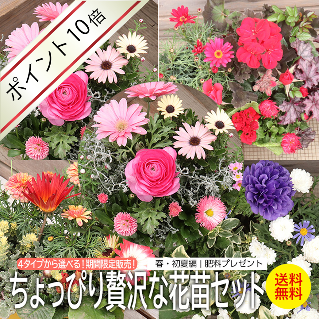 4タイプから 選べる！ 期間限定販売！ ちょっぴり 贅沢 な 花苗 セット 〜カラーリーフとともに〜 春・初夏 編 （ 肥料プレゼント ）【 送料無料 】