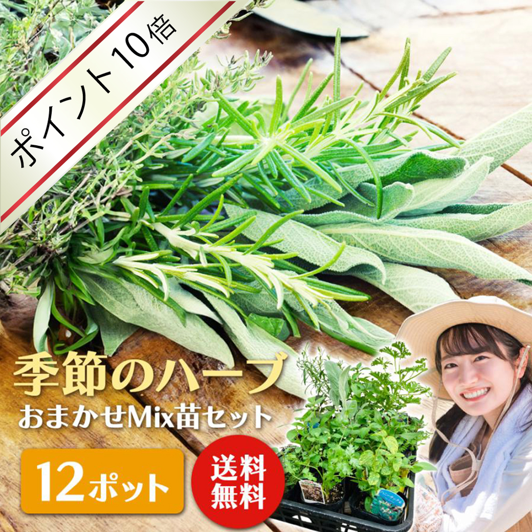 土っ子倶楽部 くらしを豊かに！ 季節のハーブ おまかせ 12ポット Mix 苗 セット