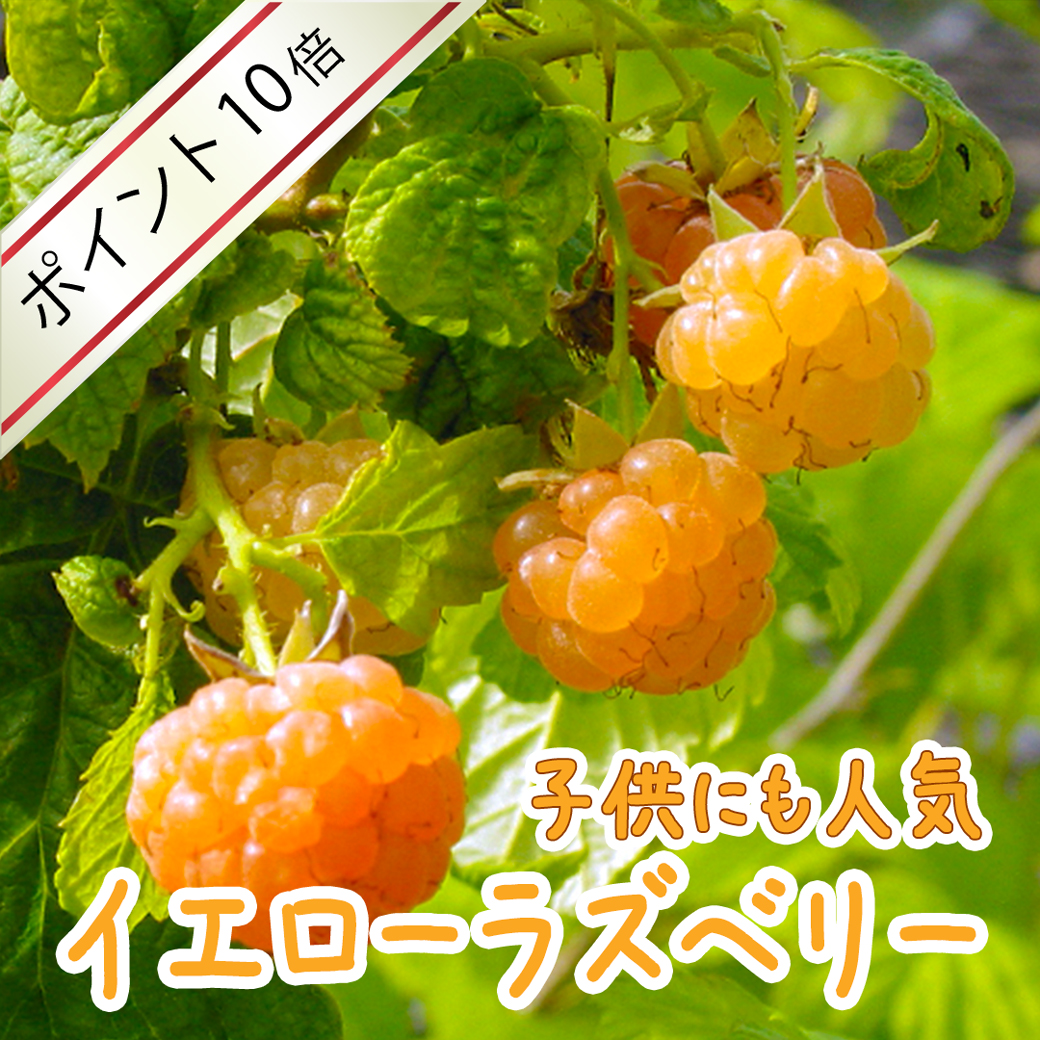花と緑の専門店 土っ子倶楽部 Yahoo!ショッピング店 | トップページ