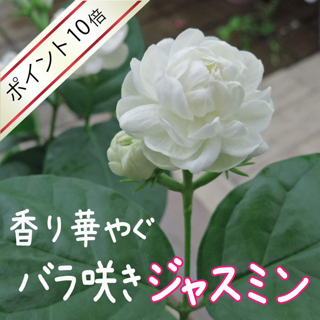 アラビアンジャスミン