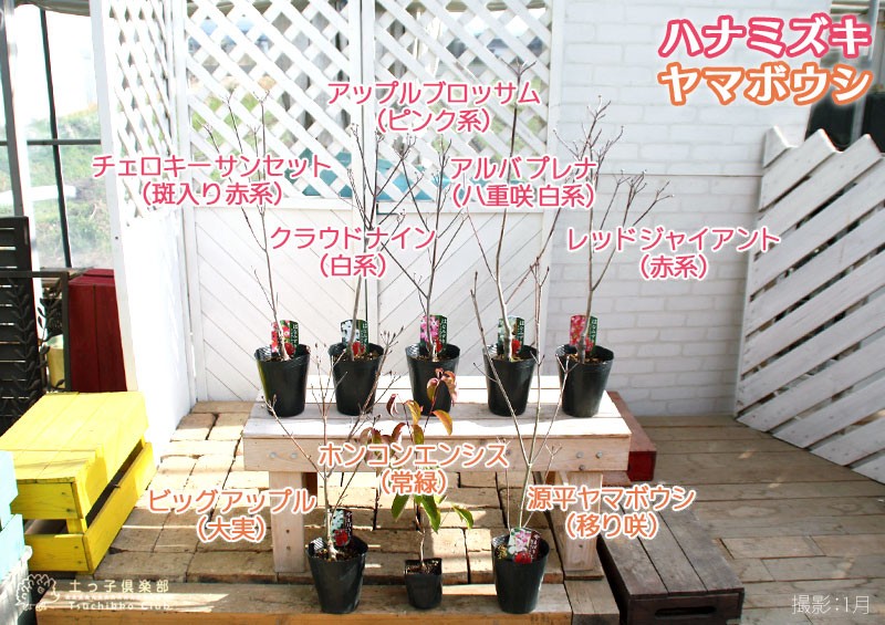 花と緑の専門店 土っ子倶楽部 ハナミズキ ヤマボウシ 花木 Yahoo ショッピング