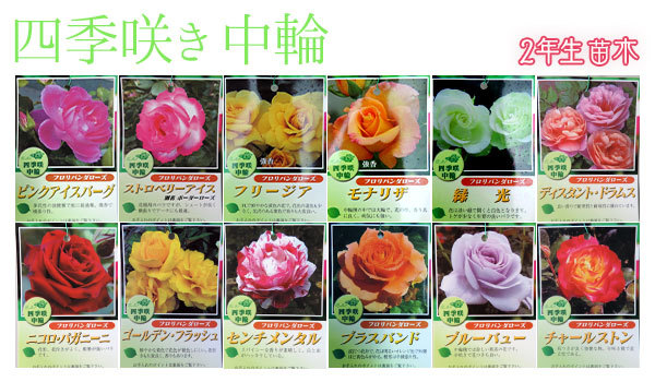 花と緑の専門店 土っ子倶楽部 四季咲き中輪 バラ Yahoo ショッピング