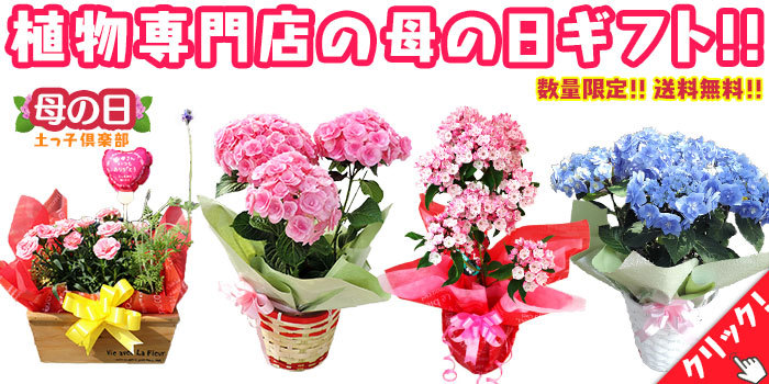 花と緑の専門店 土っ子倶楽部 Yahoo ショッピング