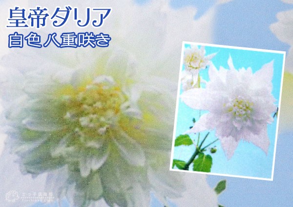 八重咲 皇帝ダリア 白花 （ 宿根性木立ダリア ） 10.5cmポット苗 : 花