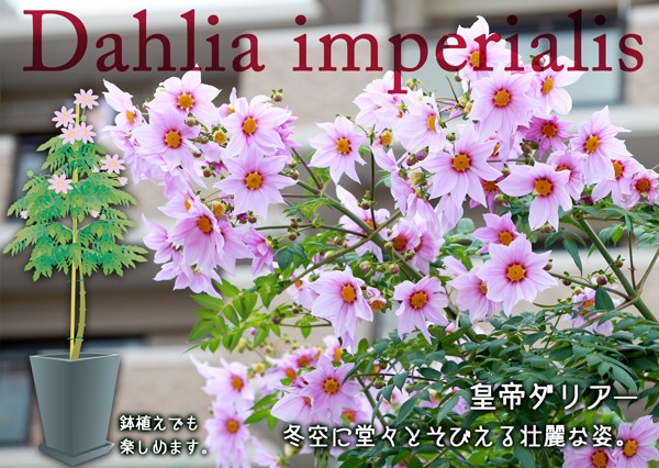 皇帝ダリア（宿根性木立ダリア） 一重咲 10.5cmポット苗 （ 送料無料