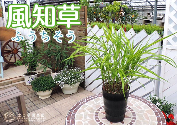 風知草 （ フウチソウ ） 斑入り葉 4.5号鉢植え グランドカバー : 花と