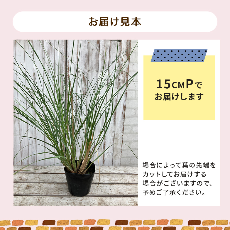 ミニパンパスグラス　ゴールデン苗 楽天市場】パンパスグラス ミニゴールデン 18cmポット 苗