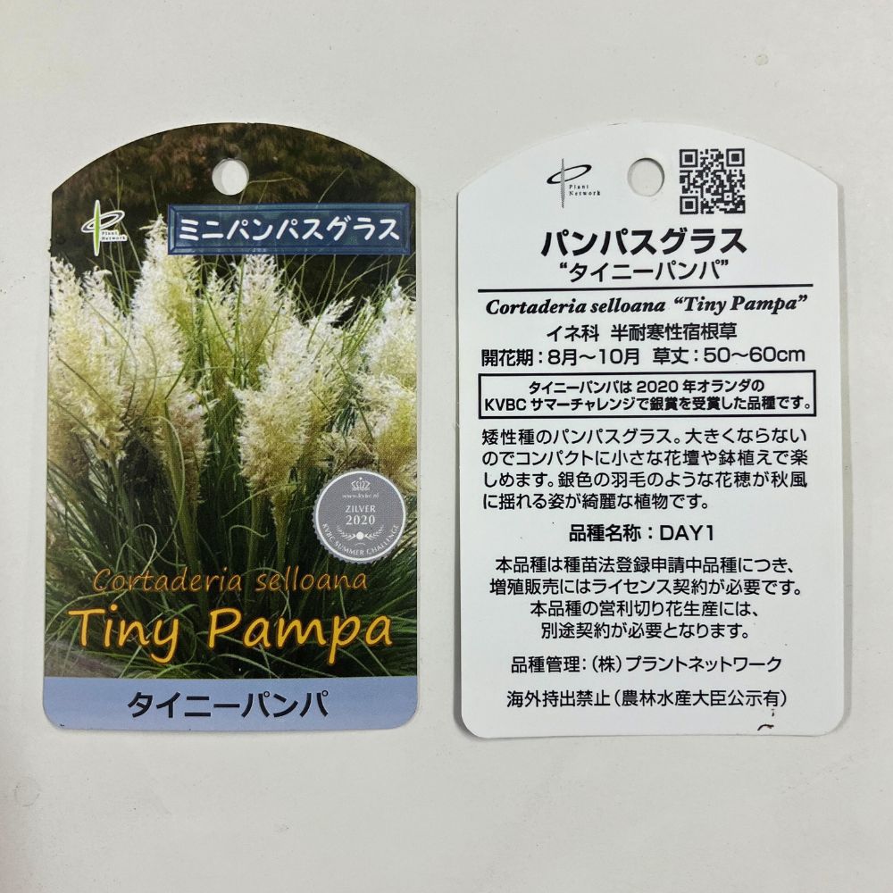 タイニーパンパスグラス 10号特大サイズ（矮性パンパスグラス） パンパスグラス：タイニーパンパス10号鉢植え の通販 | 園芸ネット