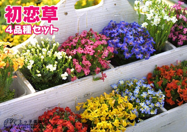 初恋草 （ ハツコイソウ ）4品種セット （レシュノルティア） : 花と緑