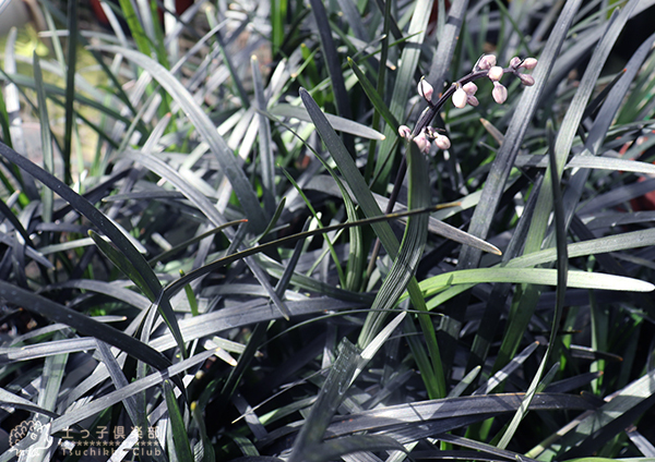 リュウノヒゲ 『 黒竜 （ コクリュ ウ） 』 6個セット 9cmポット