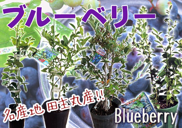 ブルーベリー
