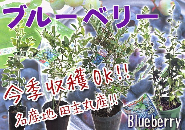 ブルーベリー