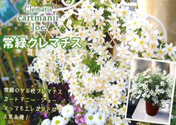 土っ子ニュース 土っ子倶楽部の植物たちの写真