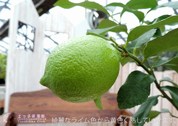 実付き ） レモンの木 『 トゲなしレモン 』 （ 送料無料 ） 接ぎ木