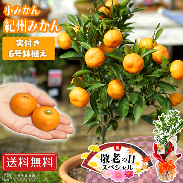 花と緑の専門店 土っ子倶楽部 実付き柑橘 実付き果樹 Yahoo ショッピング