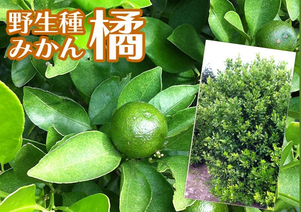 柑橘 『 橘 （ たちばな ） タチバナ 』 21cmポット接ぎ木苗 （ 珍種