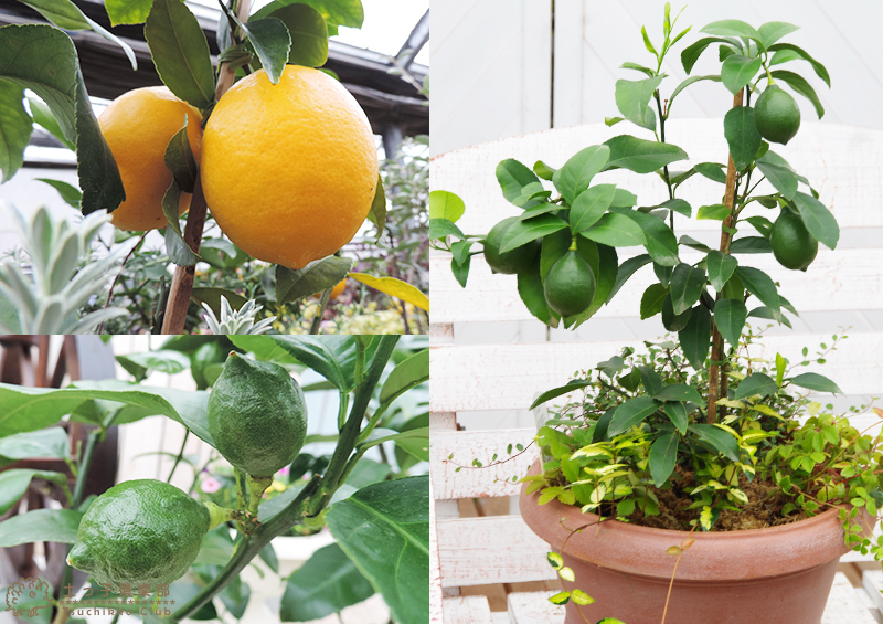 《 実付き 》レモンの木 実付きの鉢植え『 グランドレモン 』 接ぎ木