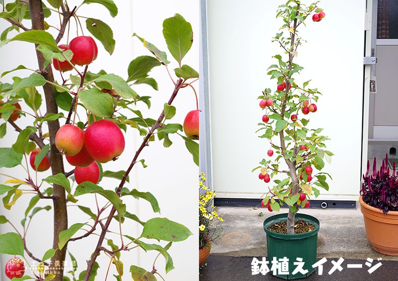 姫りんご 『長寿紅』 18cm鉢植え