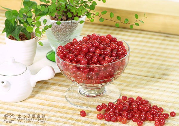 赤スグリ （レッドカーラント、フサスグリ） 15cmポット苗木 : 花と緑