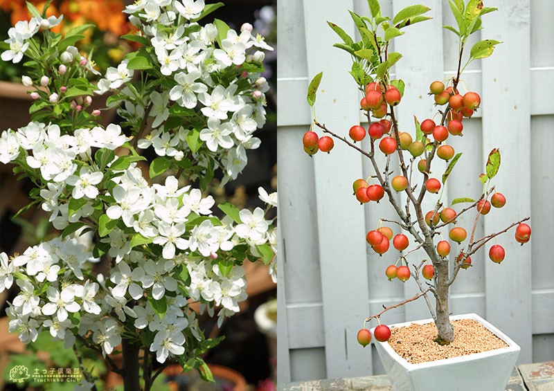 りんごひめ 実付き ヒメリンゴ 『 姫りんご 』 6号鉢植え （ 盆栽仕立て