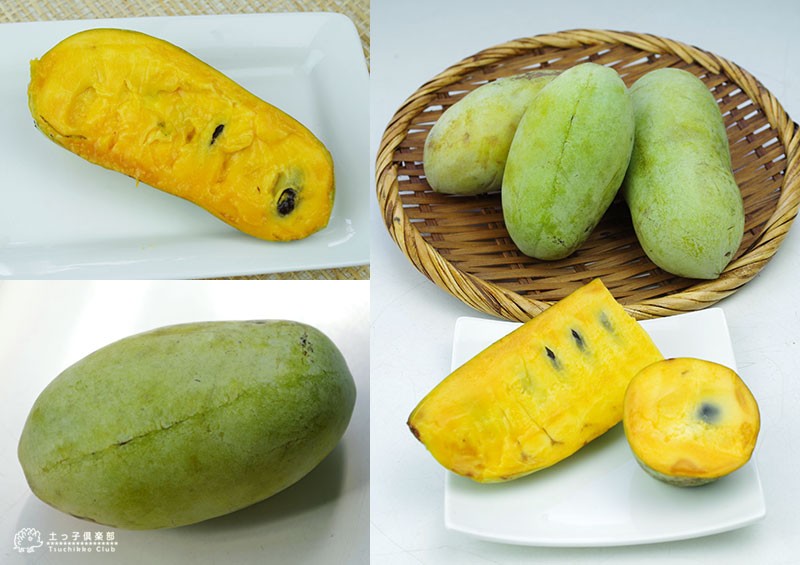 ポポー 8号スリット角鉢植え 接ぎ木苗 （ 送料無料 ） 選べる品種 : 花