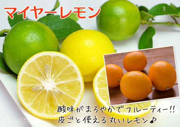 実付き ）レモンの木 『マイヤーレモン』 5号鉢植え （※2個以上なり