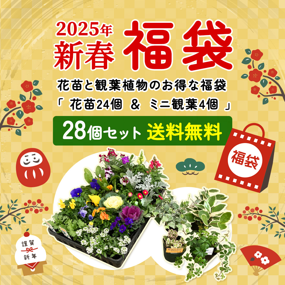 花苗 寄せ植え 福袋 新年 お正月 送料無料 おまけつき