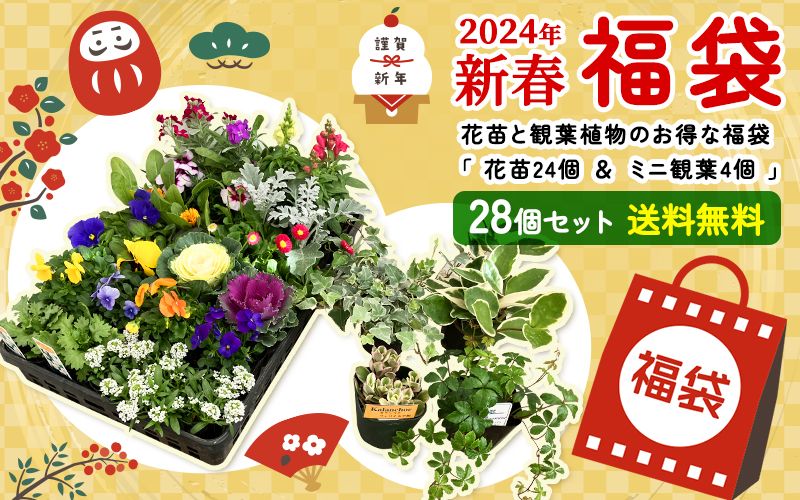 福袋 2024年 花苗と観葉植物のお得な福袋 「 花苗24個 ＆ ミニ観葉4個