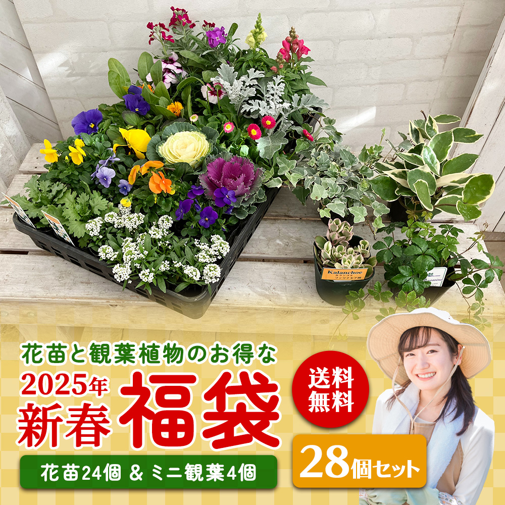 花苗 寄せ植え 福袋 新年 お正月 送料無料 おまけつき