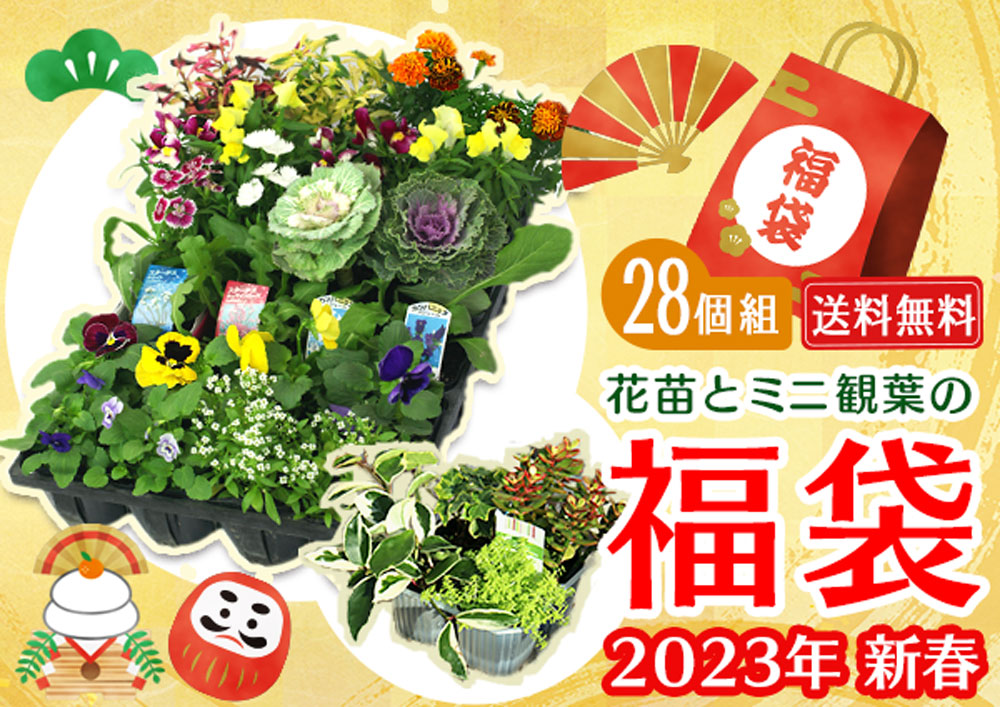 福袋 2023年 ) 花苗と観葉植物のお得な福袋 「 花苗24個 ＆ ミニ観葉4