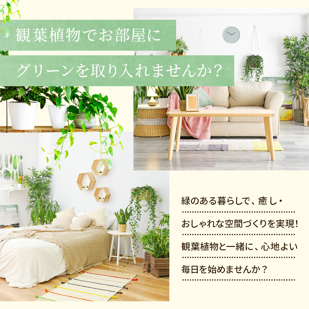 シルクジャスミン （ ゲッキツ ） 7号角鉢植え