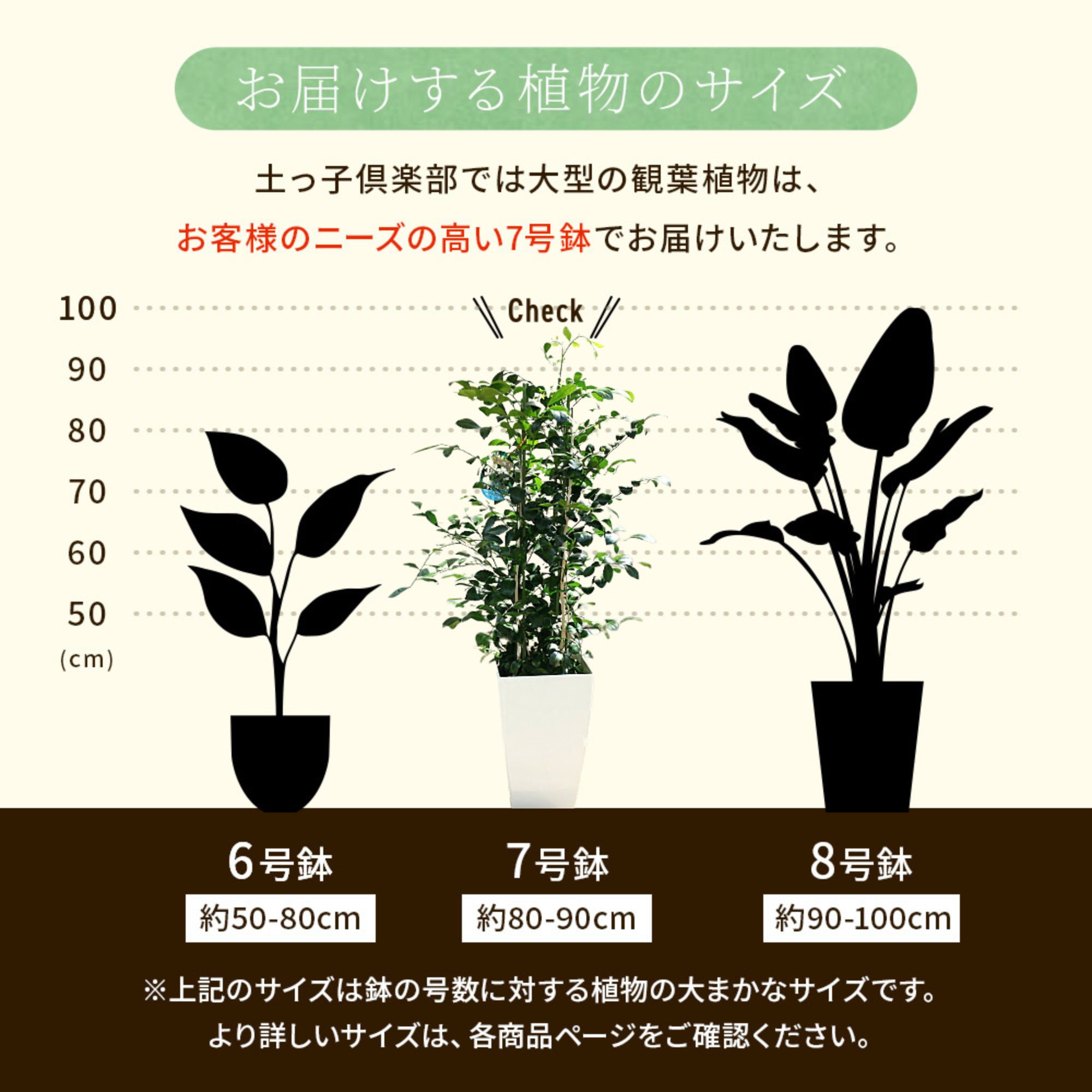 シルクジャスミン （ ゲッキツ ） 7号角鉢植え
