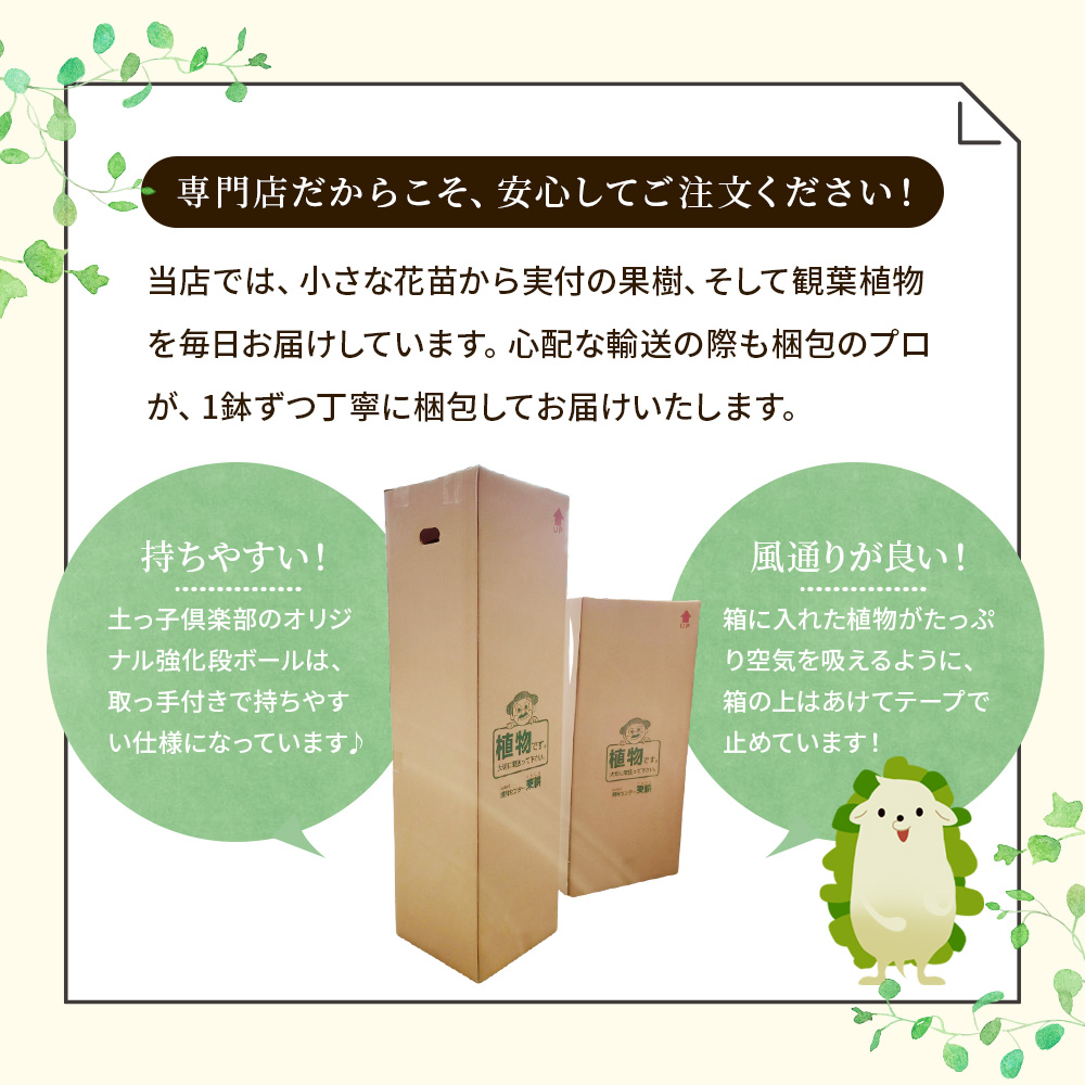 シルクジャスミン （ ゲッキツ ） 7号角鉢植え