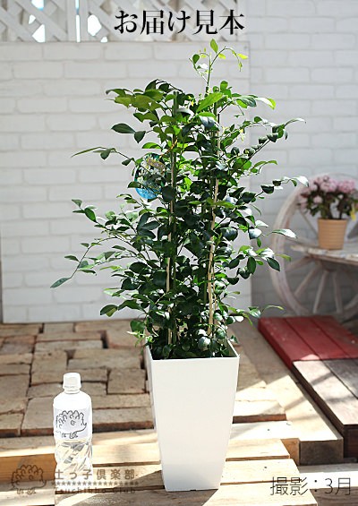 シルクジャスミン （ ゲッキツ ） 7号角鉢植え 無料包装 : 花と緑の