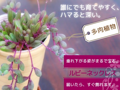 本物の 多肉植物 ルビーネックレス 7 5cmポット苗 鉢と受け皿プレゼント Aynaelda Com