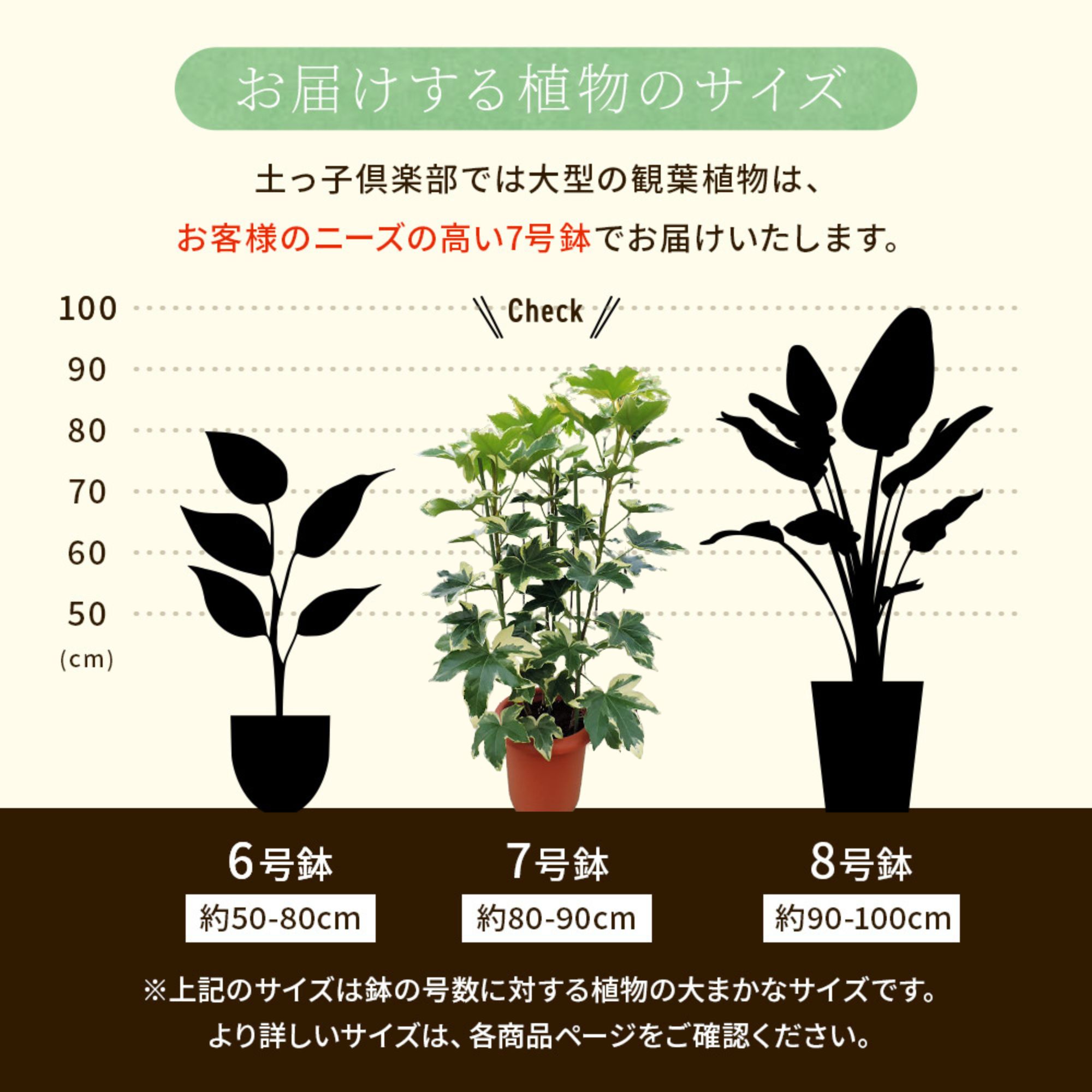 ファトスヘデラ （ ハトスヘデラ ） バリエガータ 7号ロング鉢植え