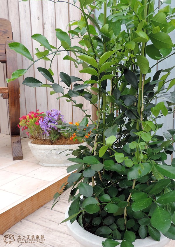 シルクジャスミン （ ゲッキツ ） 7号鉢植え 無料包装 : 花と緑の専門