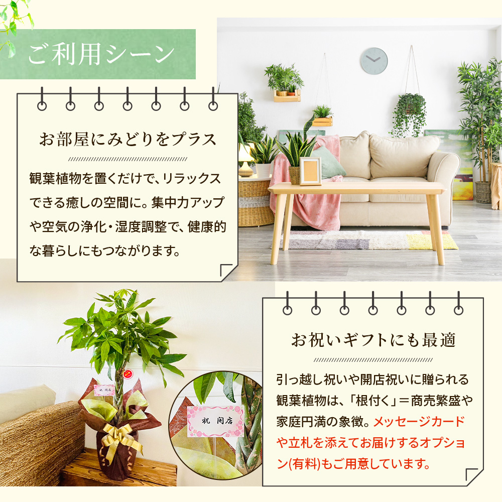 斑入りホンコンカポック （ シェフレラ ） 7号鉢植え : 花と緑の専門店