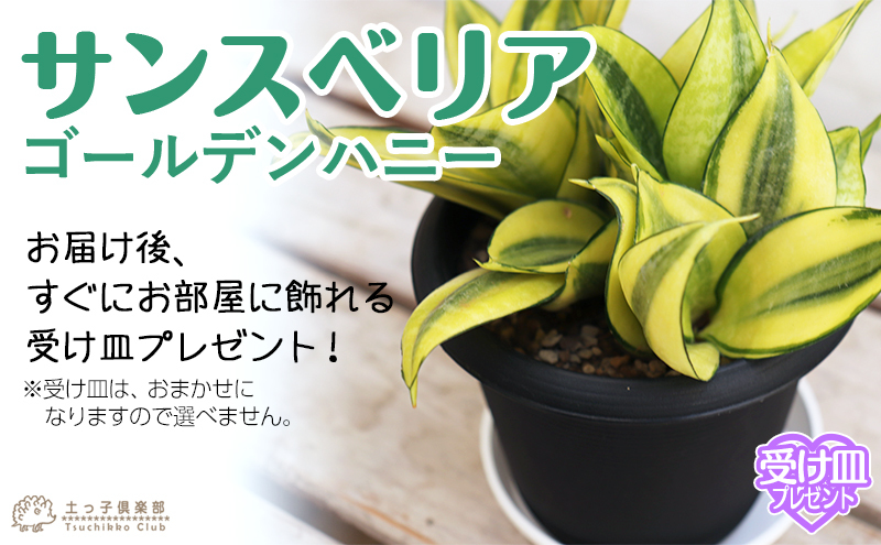 サンスベリア 『 ゴールデンハニー 』 （ 受け皿プレゼント ） : 花と