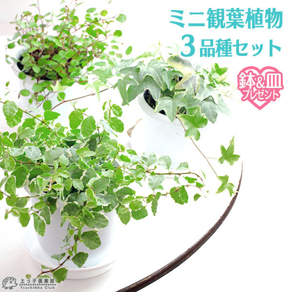 ミニ観葉植物「３品種」セット