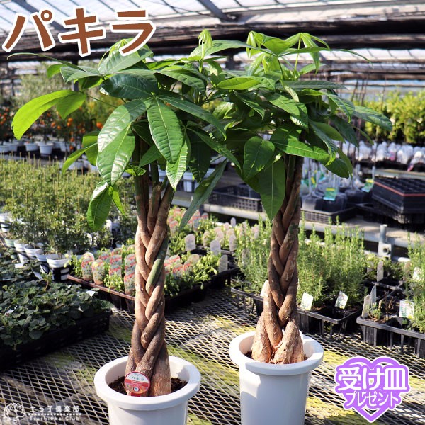 パキラ （ 発財樹 ）